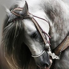 Оригинал схемы вышивки «белый конь» (№1691494)