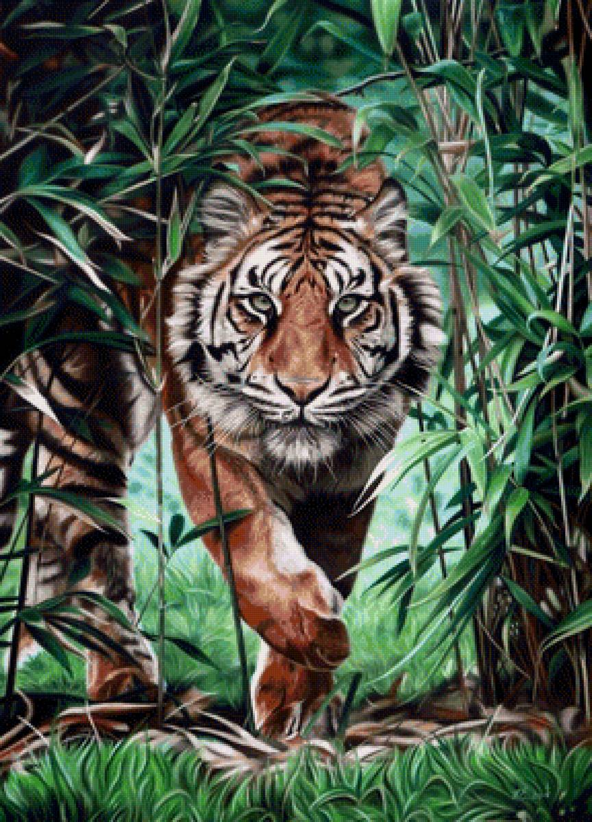 Тигр - животные, звери - предпросмотр