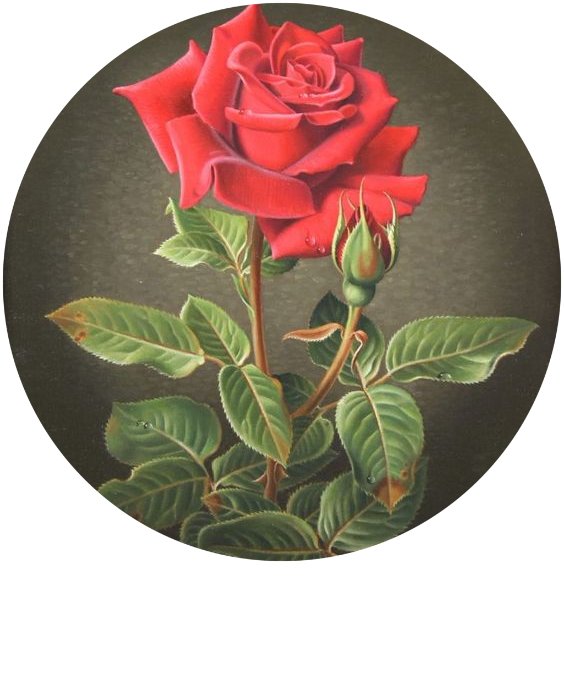 Роза - цветы - оригинал