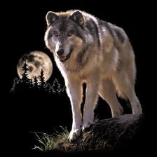 Схема вышивки «Волк в ночи»