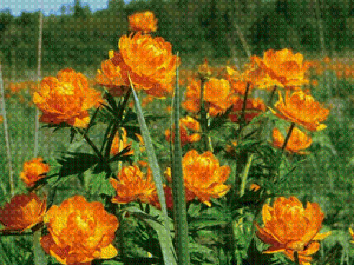 жарки сибирские - сибирь, цветы - предпросмотр