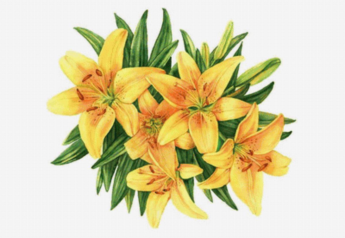 Желтые лилии - лилии, цветы - предпросмотр