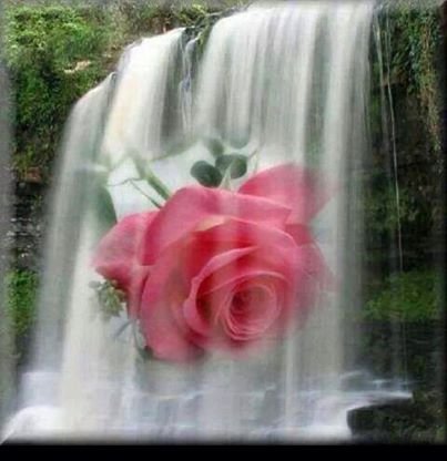 розы - розы. водопад - оригинал