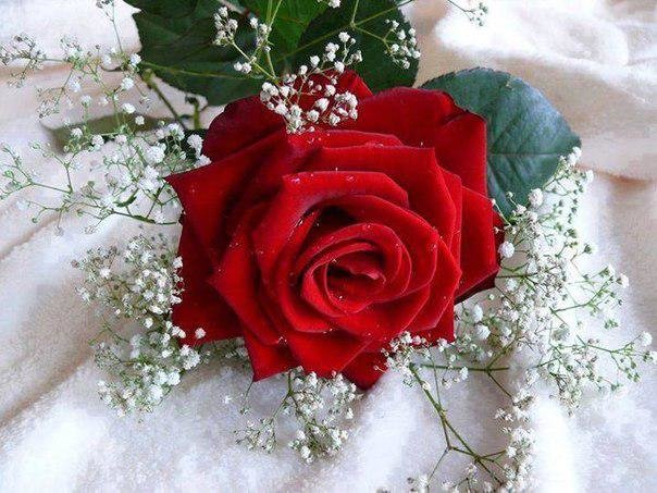 роза на снегу - красная роза, роза - оригинал