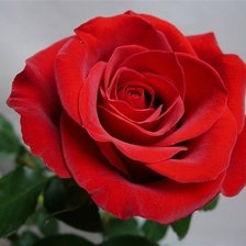 Оригинал схемы вышивки «красная роза» (№1700129)