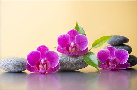 орхидеи - орхидеи - оригинал