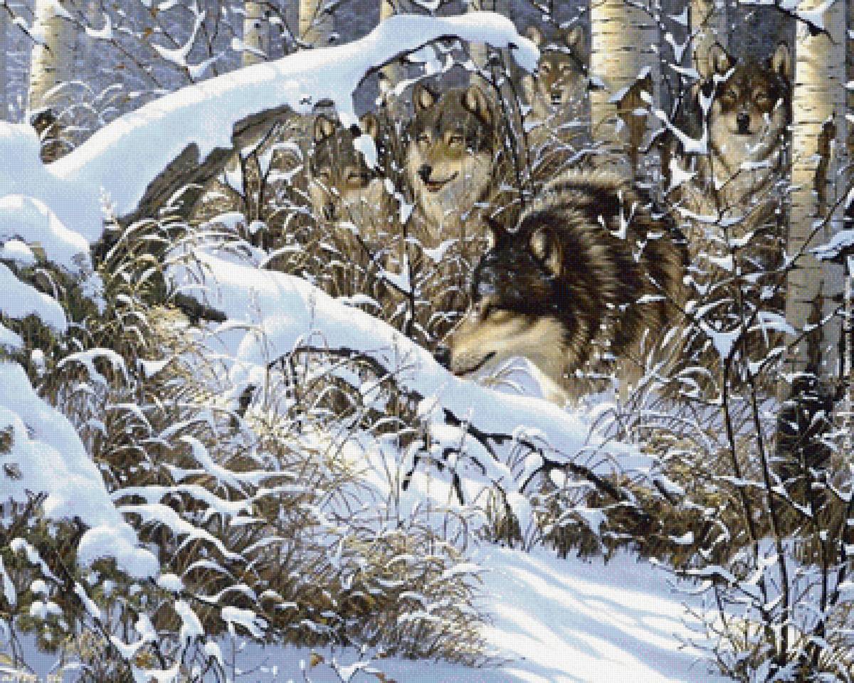волки зимой - животные, природа, зима - предпросмотр