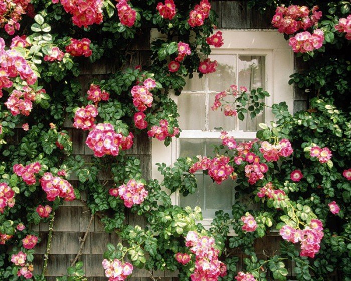 Сказочный домик - окно, цветы - оригинал