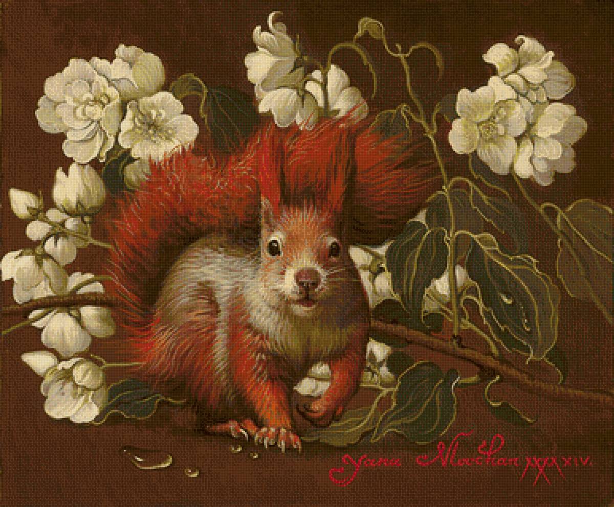 veverička - предпросмотр