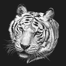 белый тигр 3