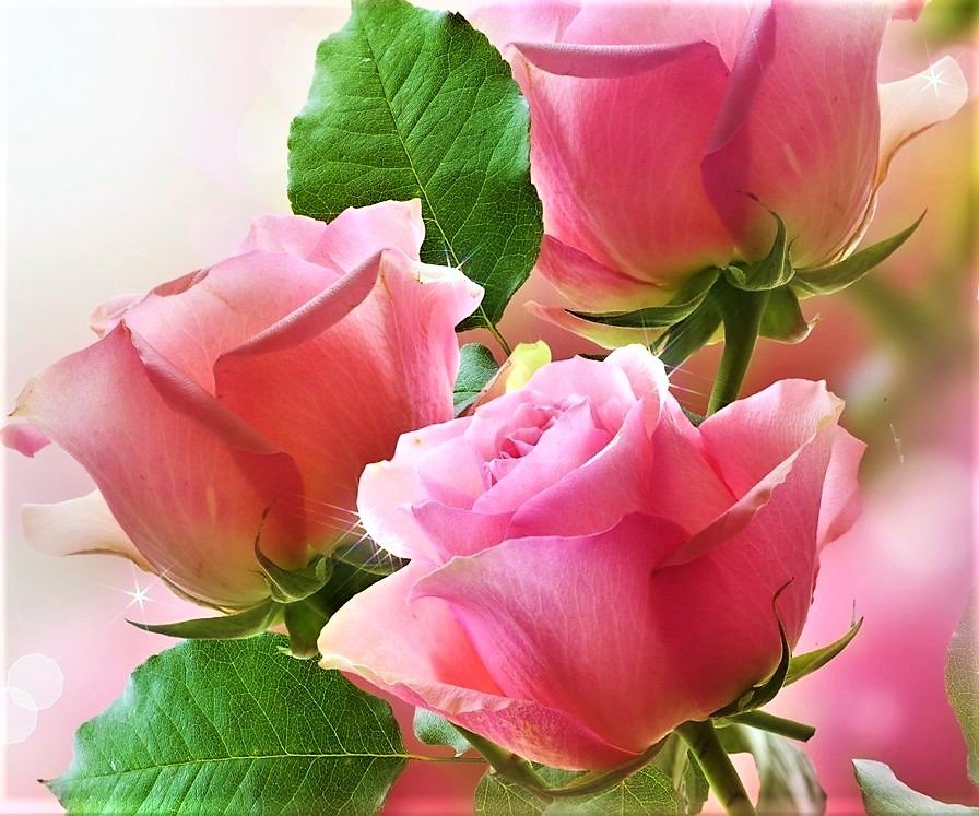 розовые розы - цветы, фото - оригинал