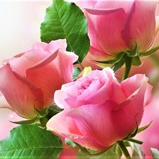 розовые розы