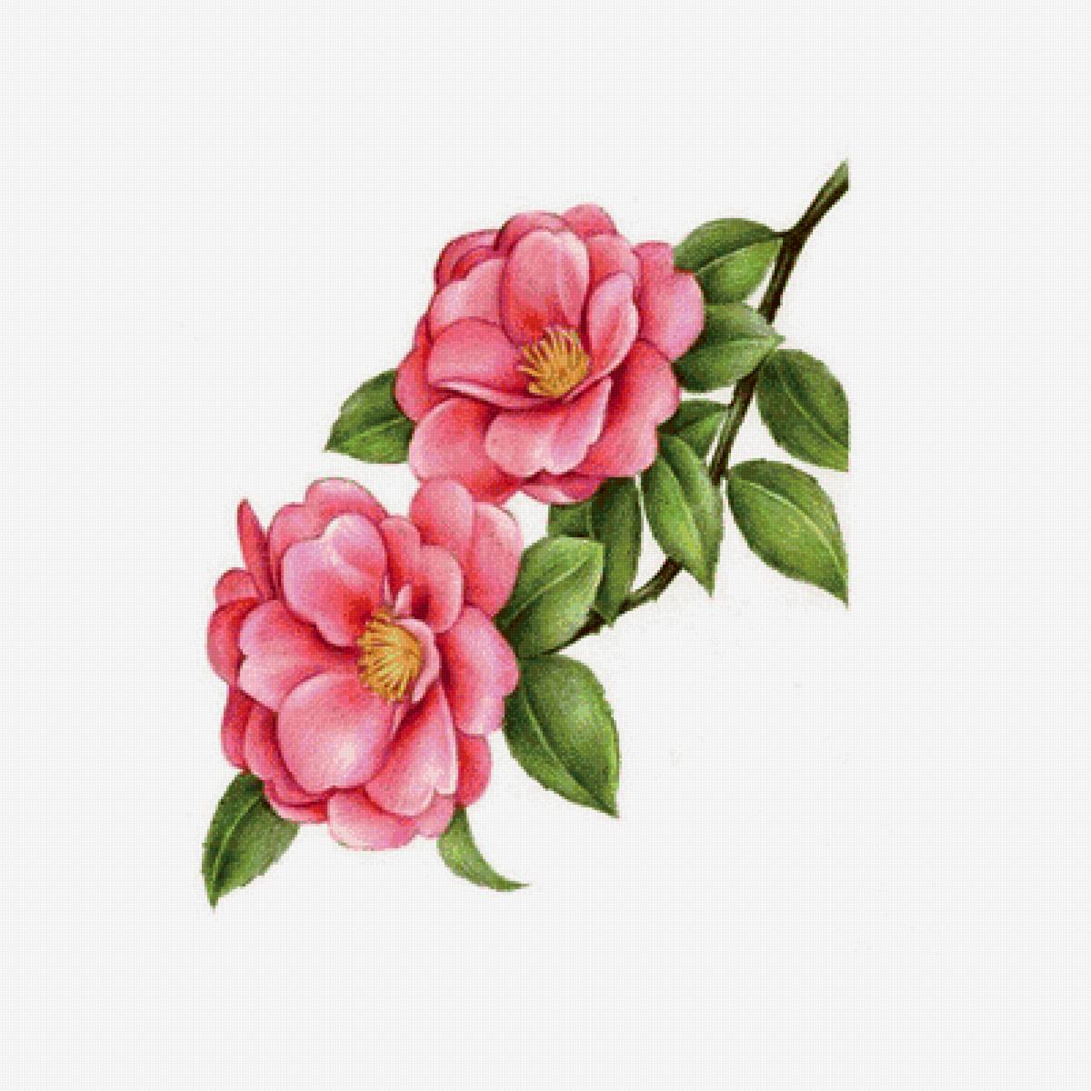 Цветущая ветка - цветы, розовые цветы - предпросмотр