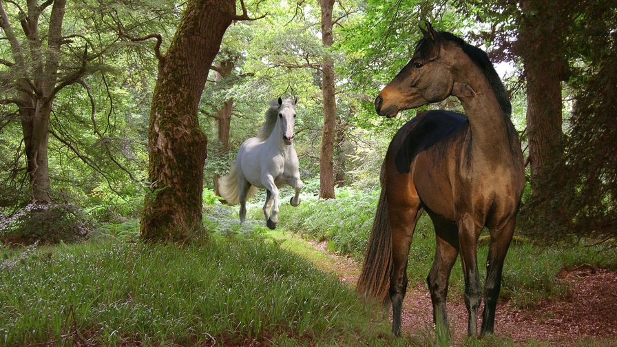 Лошади в лесу - лошади, утро, лес - оригинал