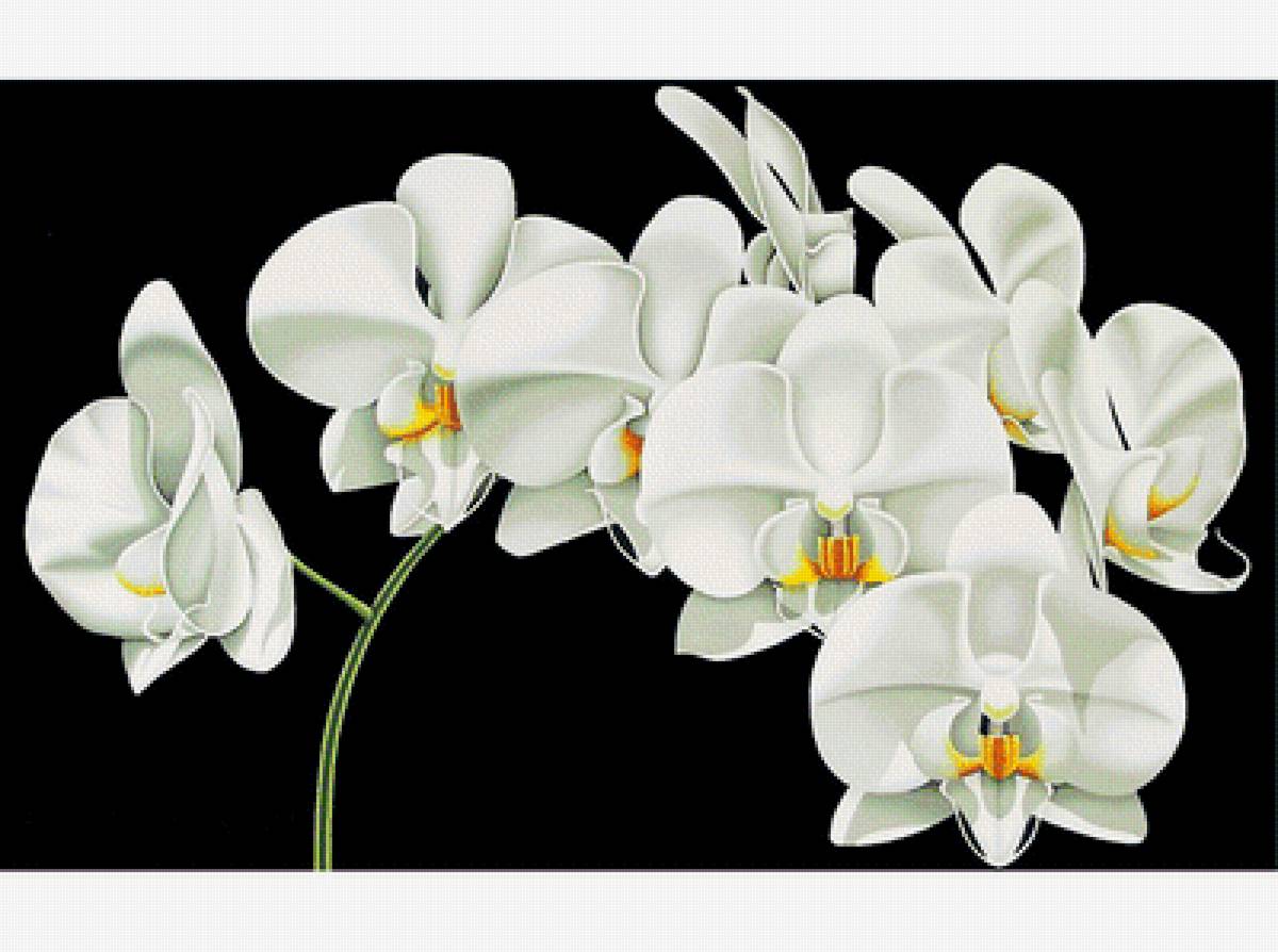 Белые орхидеи - цветы, белые цветы, орхидеи - предпросмотр