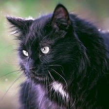 Оригинал схемы вышивки «Черная кошка» (№1710914)