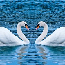 Два лебедя на воде