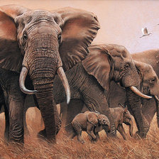 слоны