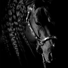 Черная лошадь 2