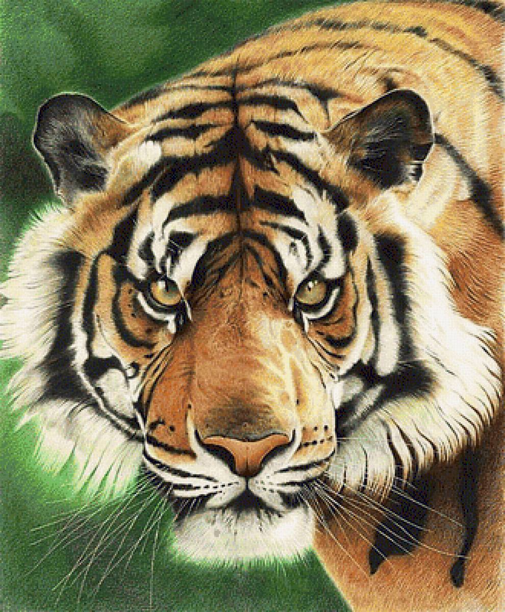 Тигр - портрет, тигр, животные, хищники - предпросмотр