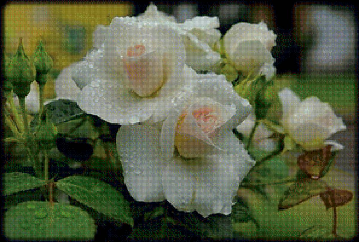 три белых розы - цветы - предпросмотр