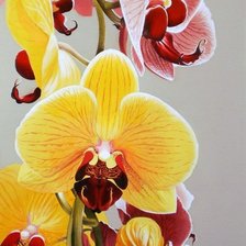 Оригинал схемы вышивки «орхидея» (№1714822)
