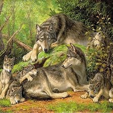 волки в лесу