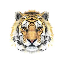 Оригинал схемы вышивки «Тигр» (№1719302)