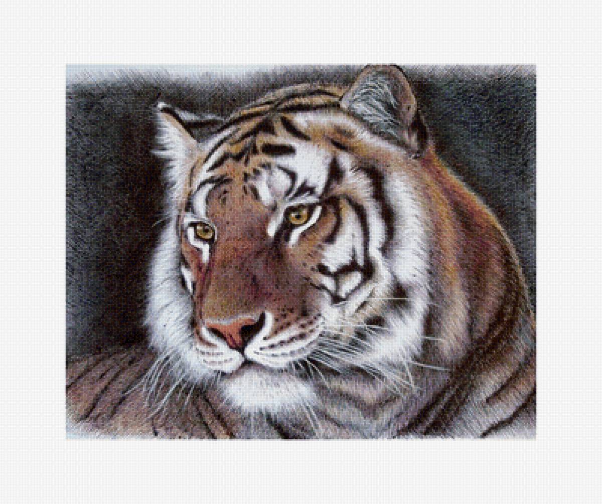 Тигр - животные, звери - предпросмотр