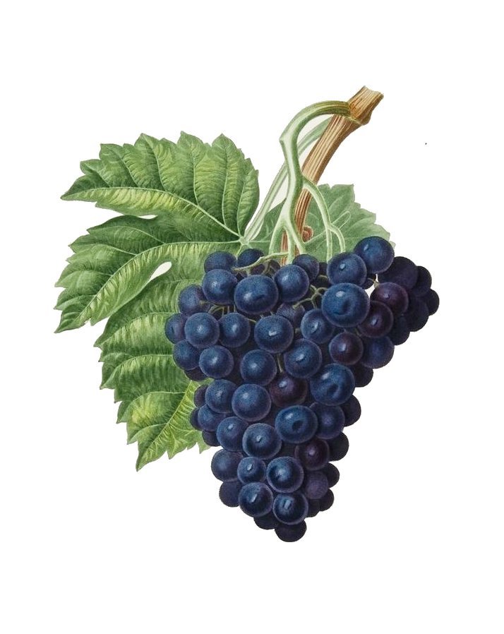 Виноград - виноград, фрукты, натюрморт - оригинал
