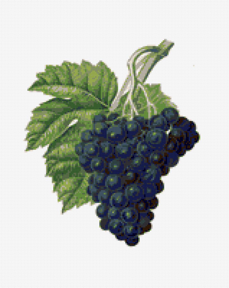 Виноград - натюрморт, виноград, фрукты - предпросмотр