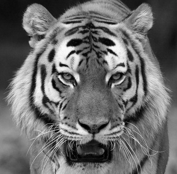 тигр - тигр, большая кошка, животное - оригинал