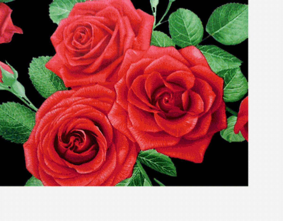 Серия "Розы". - розы, цветы, флора - предпросмотр
