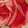 Предпросмотр схемы вышивки «kanvica,ruže» (№1725016)