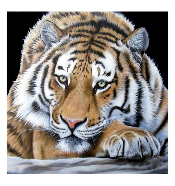 Тигр - звери, животные - оригинал