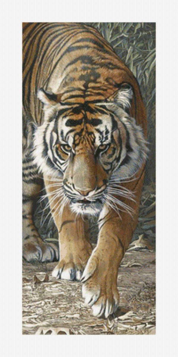 Серия "Хищники". Тигр - животные, фауна, тигр, хищники - предпросмотр