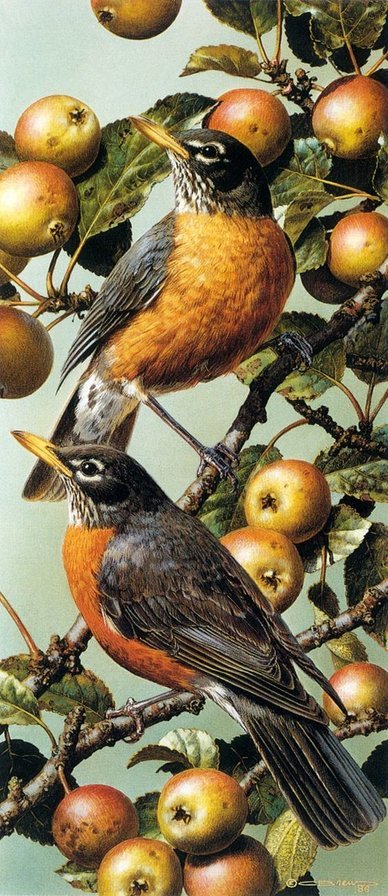 Мир птиц - яблоки, пара, лето, птицы - оригинал