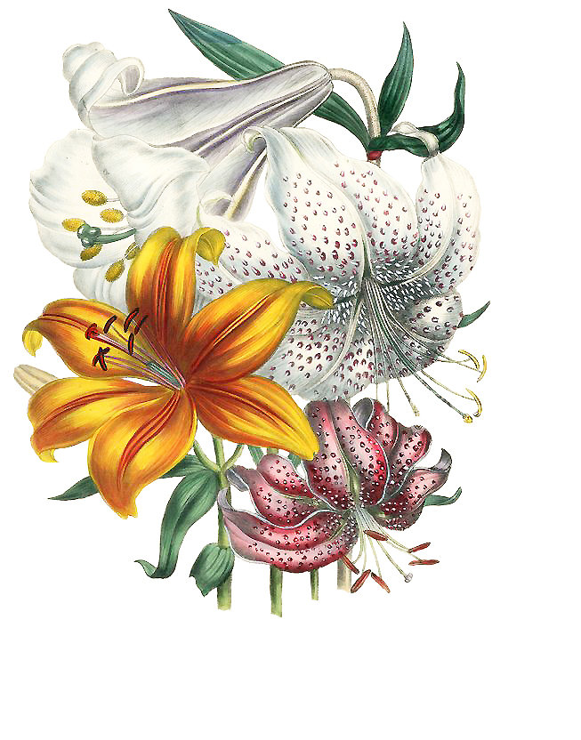 Серия "Лилии" - лилии, цветы, флора - оригинал