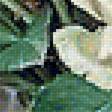 Предпросмотр схемы вышивки «Натюрморт с белыми розами» (№1733247)