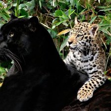 пантера и леопард