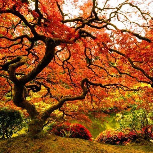 японский клен - дерево, природа, клен, япония, пейзаж - оригинал