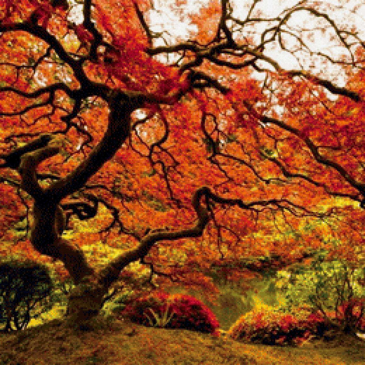 японский клен - природа, япония, дерево, пейзаж, клен - предпросмотр