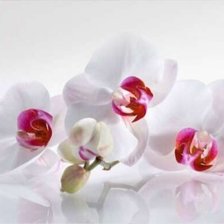 Оригинал схемы вышивки «Белые орхидеи» (№1739538)