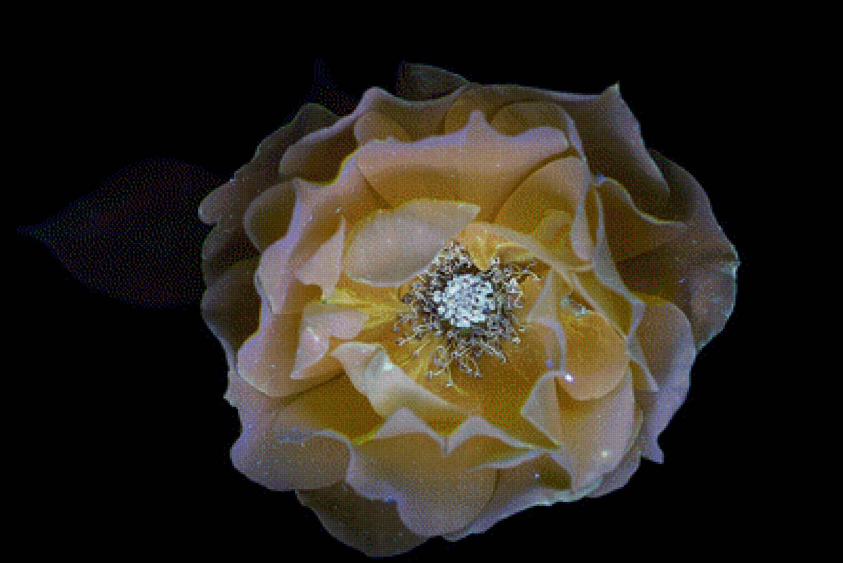 Желтая роза - цветок, интерьер, роза, цветы - предпросмотр