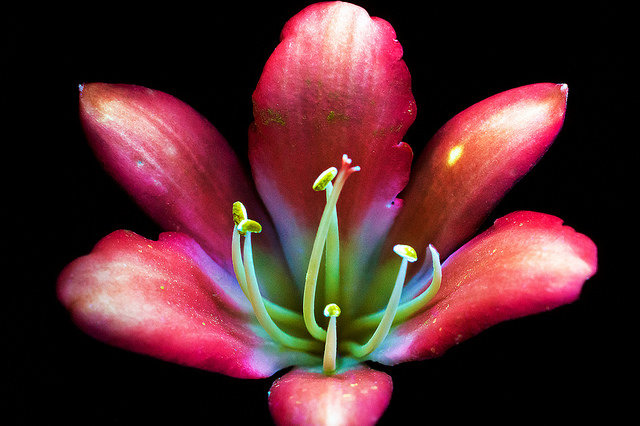 Лилия - интерьер, лилия, цветок, цветы - оригинал