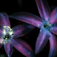 Звёздные цветы (Starflowers)