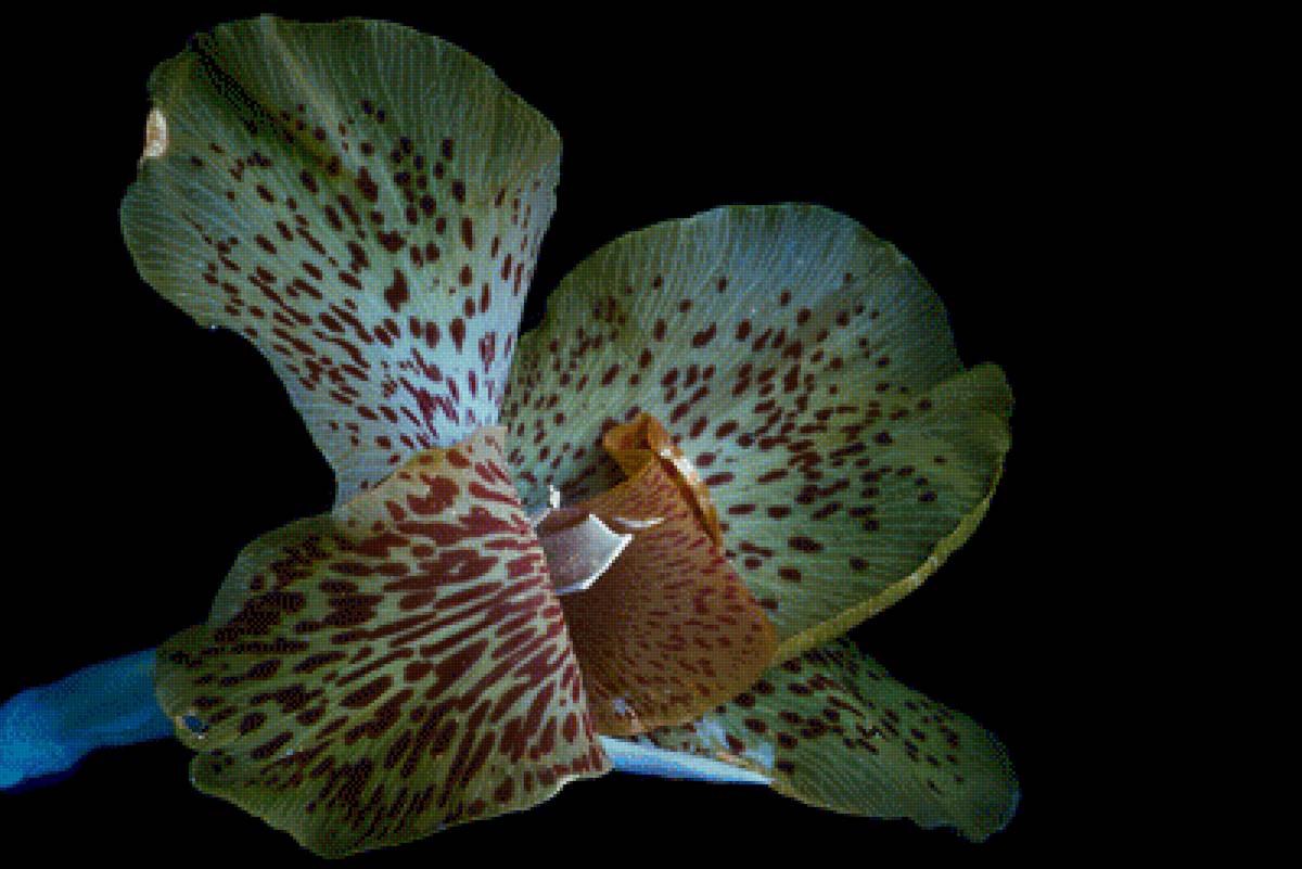 Лилия (Canna Lily) - цветок, интерьер, цветы, лилия - предпросмотр