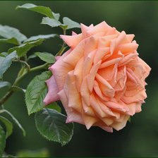 Оригинал схемы вышивки «розы» (№1741853)