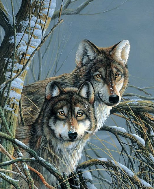 Пара волков - зима, волки, животные, звери - оригинал