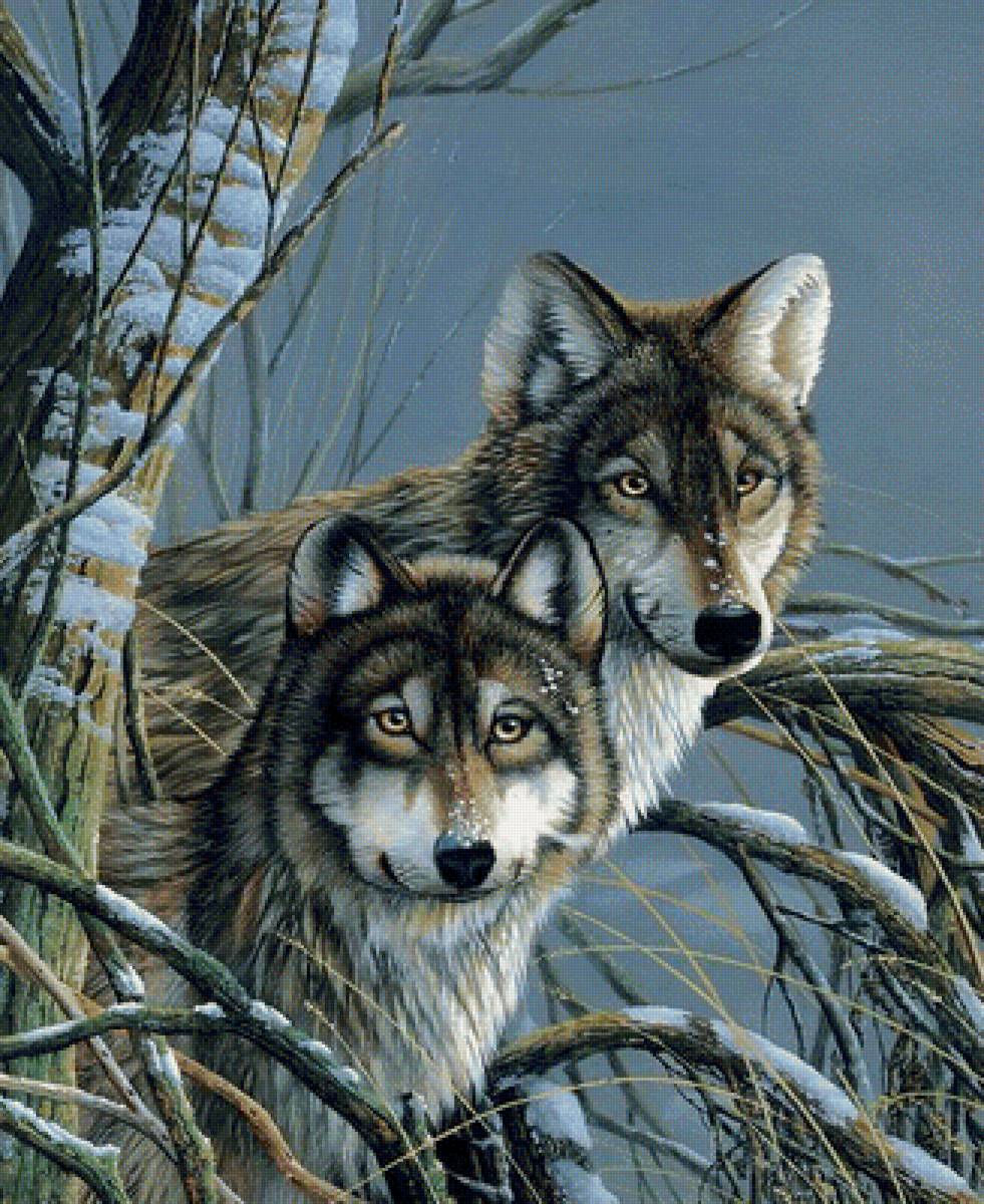 Пара волков - животные, волки, звери, зима - предпросмотр